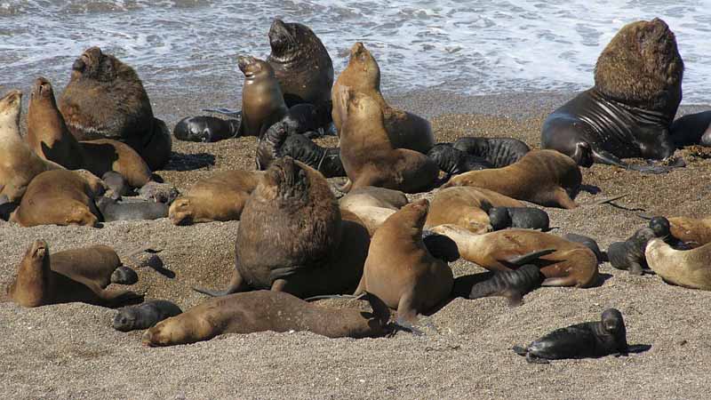 Puerto Madryn – Sea Lions