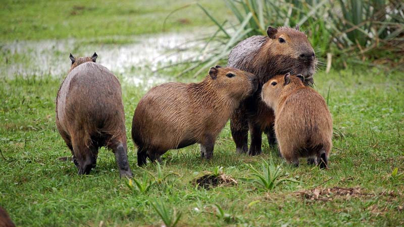 EEsteros del Iberá – Capybaras and their Young