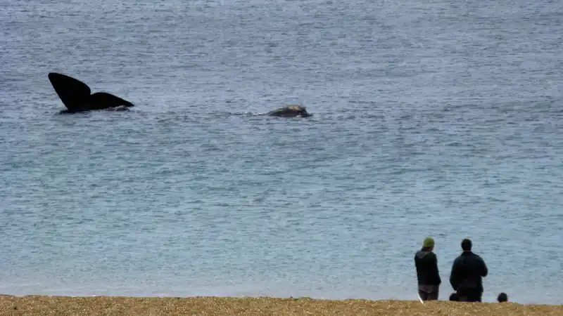 Whale Watching at El Doradillo Beach