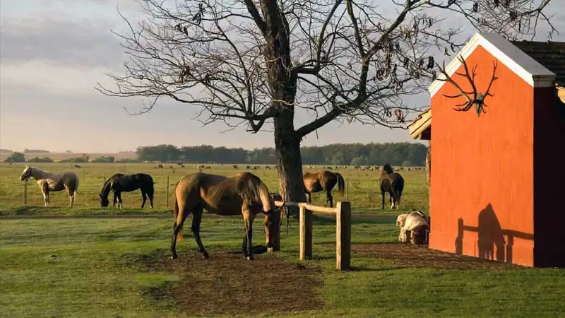 Estancia and Countryside Experience at La Bamba de Areco