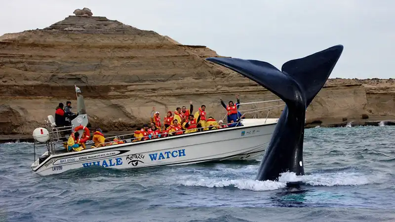 Whale Watching Sailing