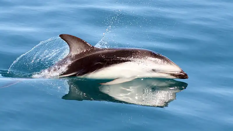 Marine Fauna Watching Sailing