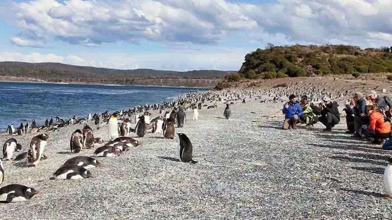 Hike with Penguins