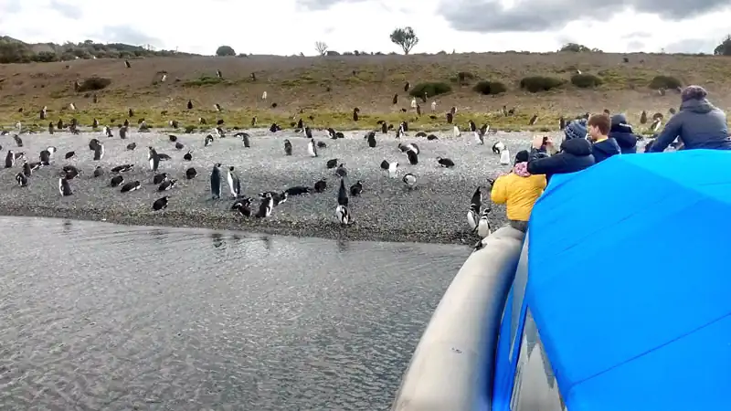 Gable Island and Penguin Colony with canoes