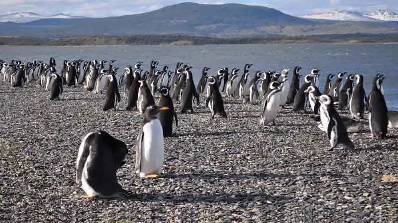 Gable Island and Penguin Colony with Harberton Farm