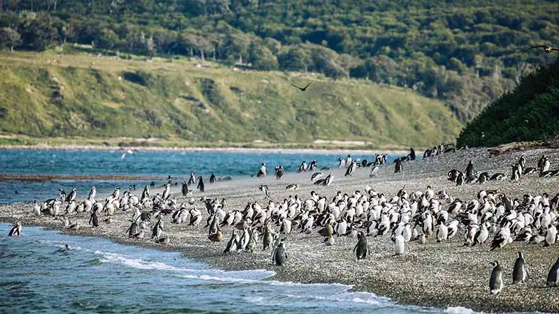 Penguin Colony Exclusive Sailing