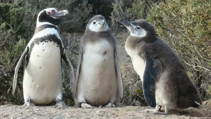 Walking with penguins in Punta Tombo