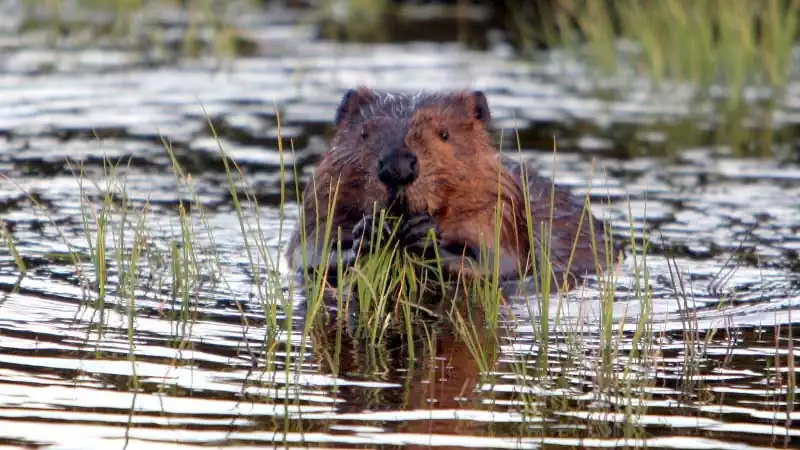 Beaver Watching