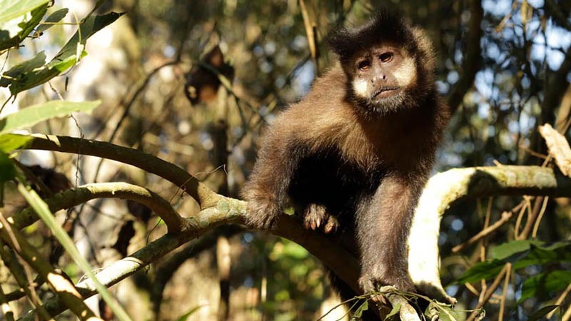 Iguazú – Tufted Capuchin