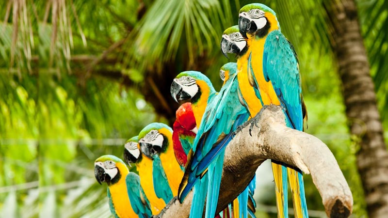 Iguazú – Parrots 