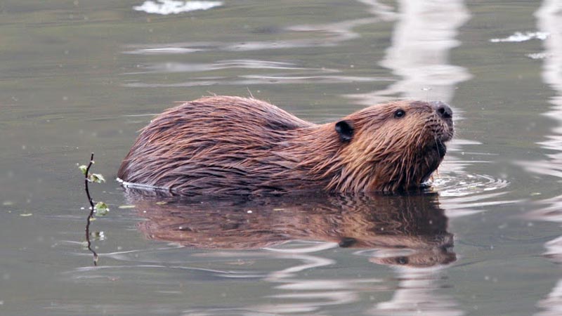 Ushuaia – Beaver