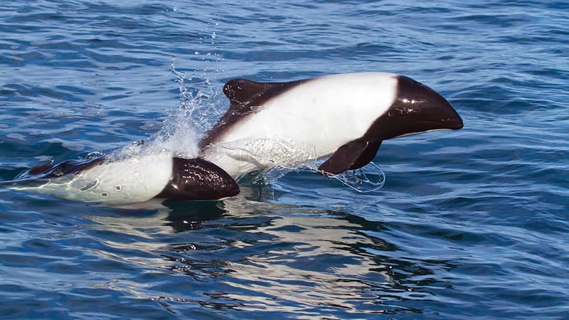 Puerto Madryn – Commerson’s Dolphins