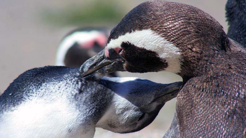 Puerto Madryn – Magellanic Penguins