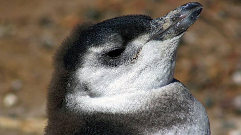 Puerto Madryn – Penguin Chick