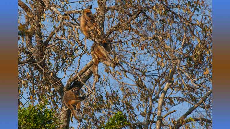 Esteros del Iberá – Monkey Watching