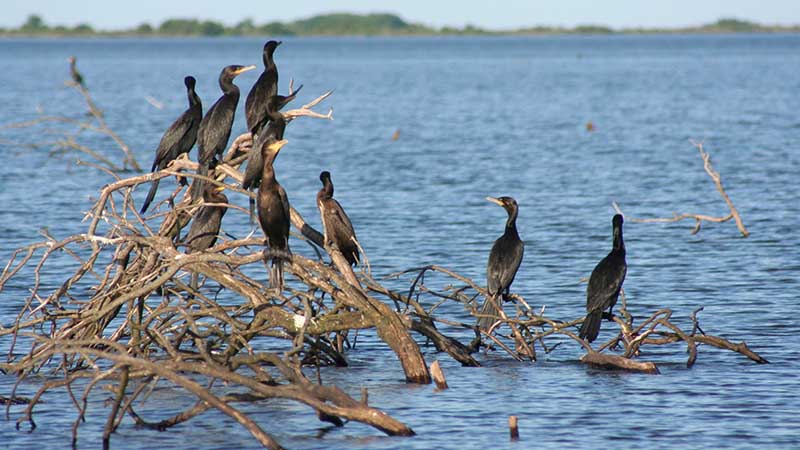 Esteros del Iberá – Bird Colony