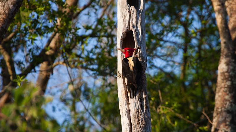 Esteros del Iberá – Woodpecker 