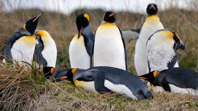 Familia de Pingüino-Rey en Ushuaia